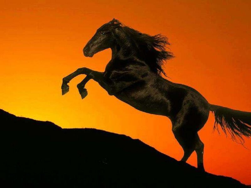 Black Horse Rearing — Orange, Dramatic