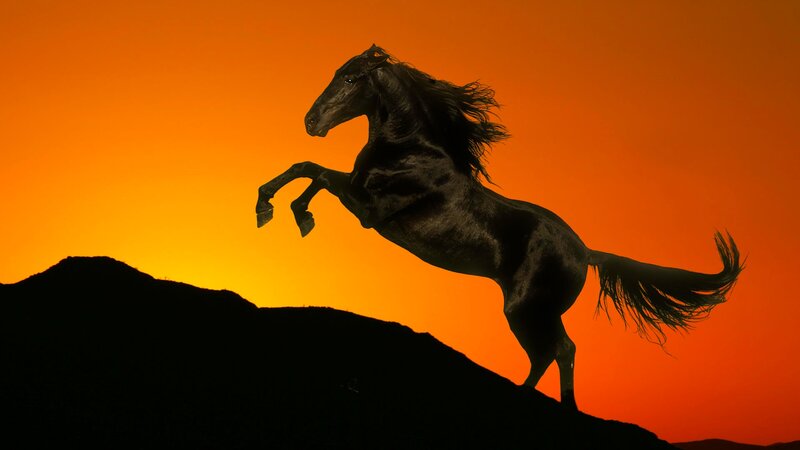 Black Horse Rearing — Orange