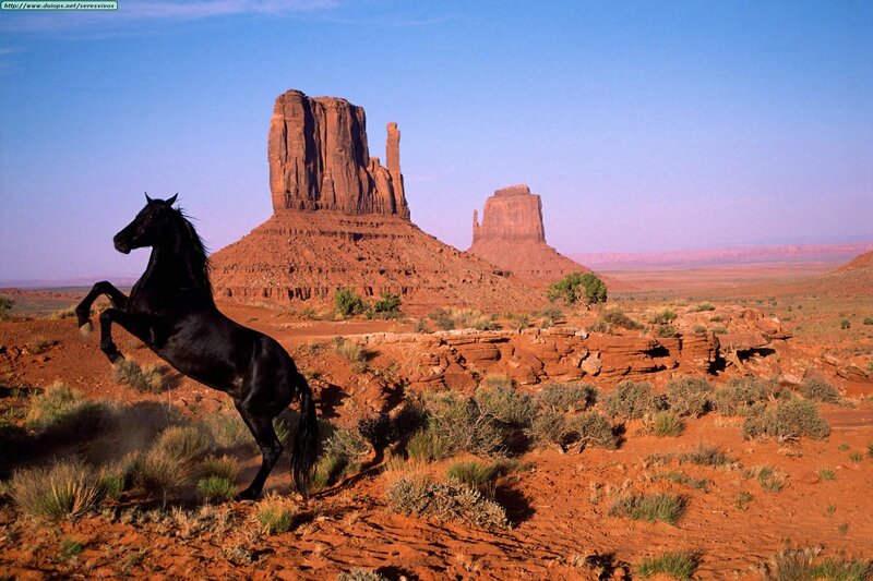 Black Horse Rearing — Red, Dramatic, Afternoon, Photograph