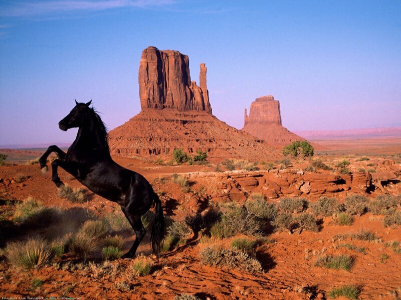 Black Horse Rearing — Red, Dramatic