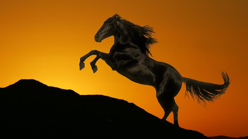 Black Horse Rearing — Sunset