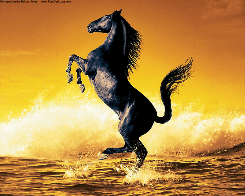 Black Horse Rearing