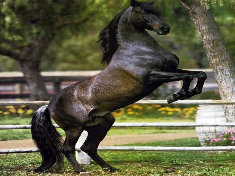 black horse rearing up