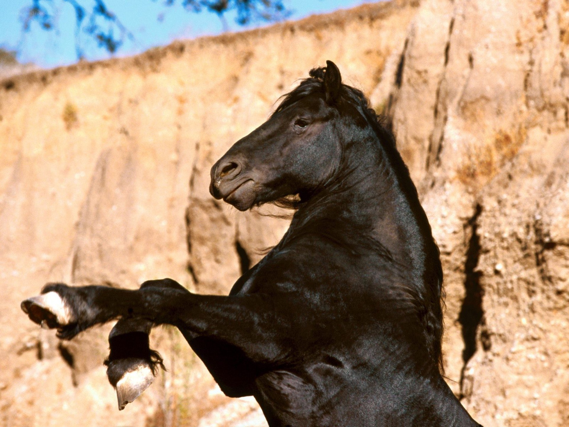 black horse rearing up