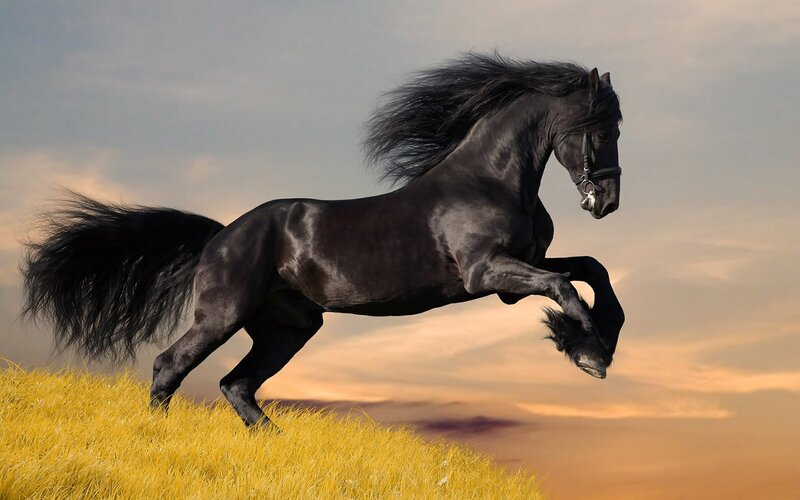 Black Horse Rearing — Yellow, Dramatic, Sunset
