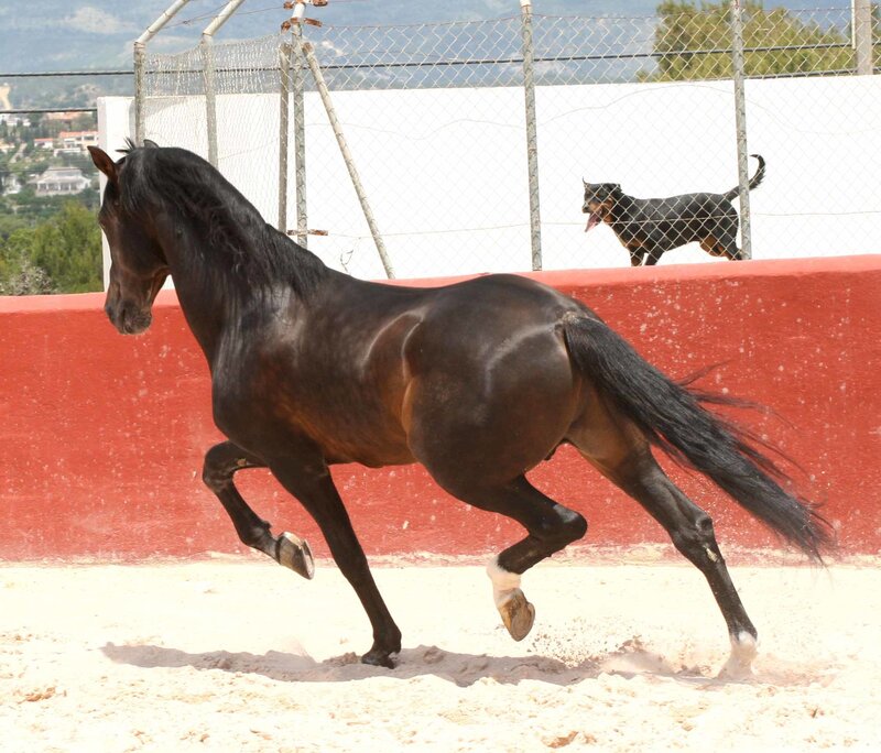 Black Horse Running — Active, Afternoon, Photograph, Dog