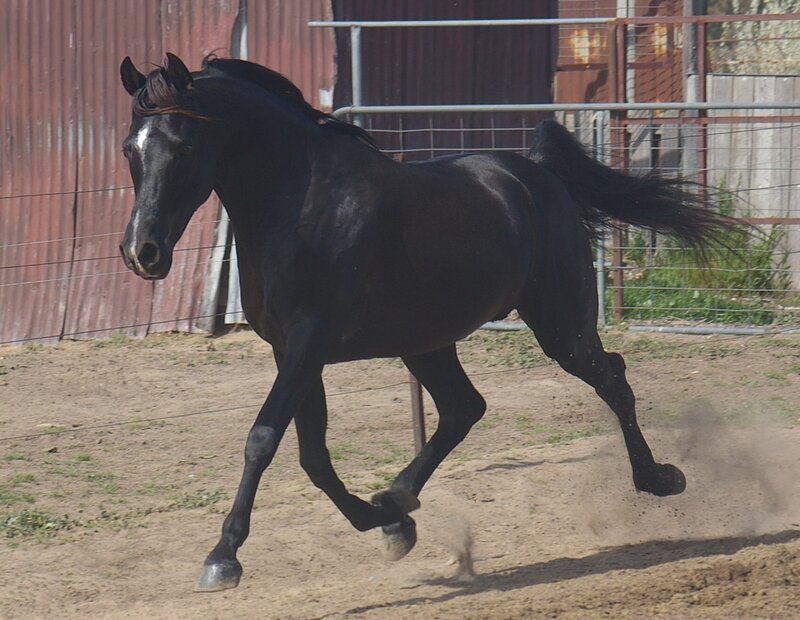 Black Horse Running — Active, Afternoon, Photograph, Fence, Barn
