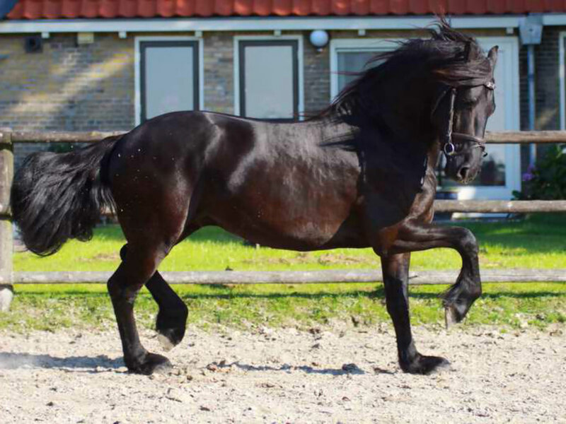 Black Horse Running — Active, Afternoon, Photograph, Fence, Building