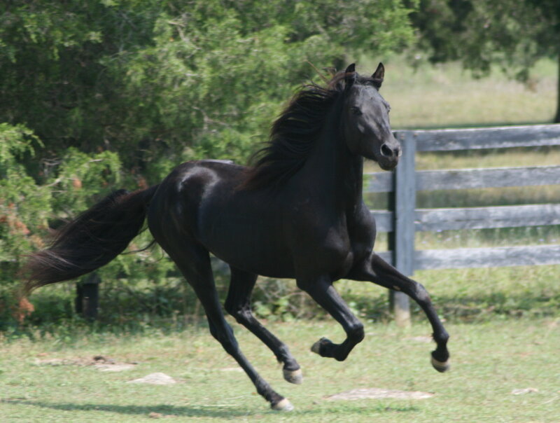 Black Horse Running — Active, Afternoon, Photograph, Fence, Trees, Grass