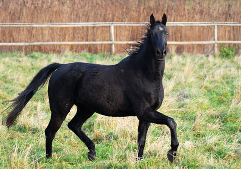 Black Horse Running — Active, Afternoon, Photograph, Grass Field, Fence, Green
