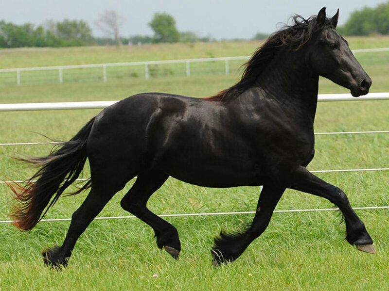 Black Horse Running — Active, Afternoon, Photograph, Grass Field, Fence