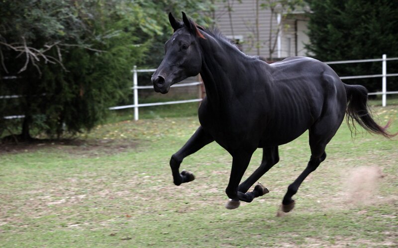 Black Horse Running — Active, Afternoon, Photograph, Grass Field, Fence, Trees