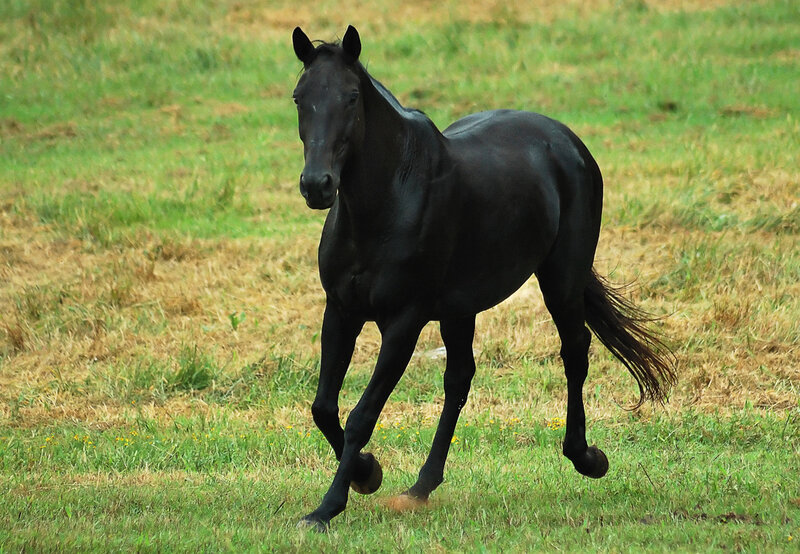 Black Horse Running — Active, Afternoon, Photograph, Grass Field, Tail