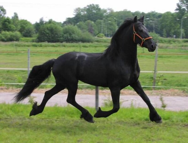 Black Horse Running — Active, Afternoon, Photograph, Grass Field