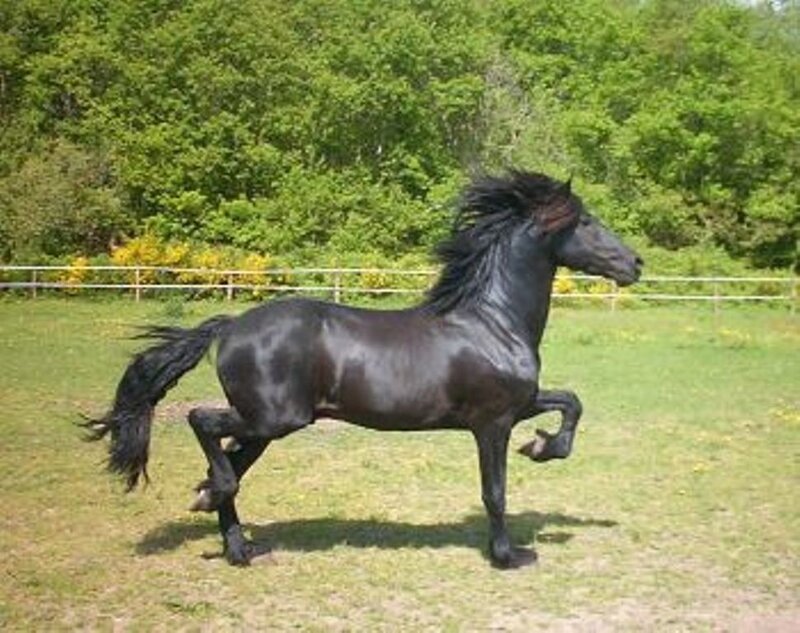 Black Horse Running — Active, Afternoon, Photograph, Grass Field, Trees