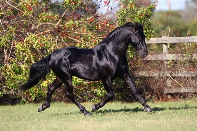 Black Horse Running — Active, Afternoon, Photograph, Grass