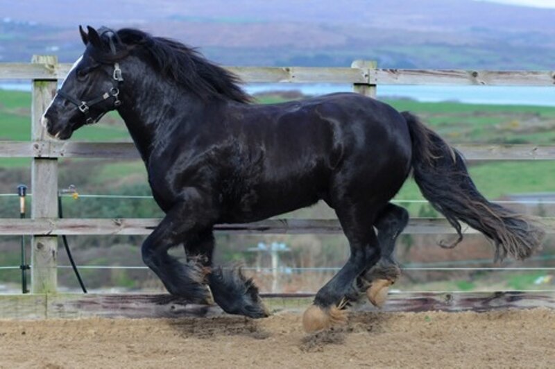 Black Horse Running — Active, Afternoon, Photograph
