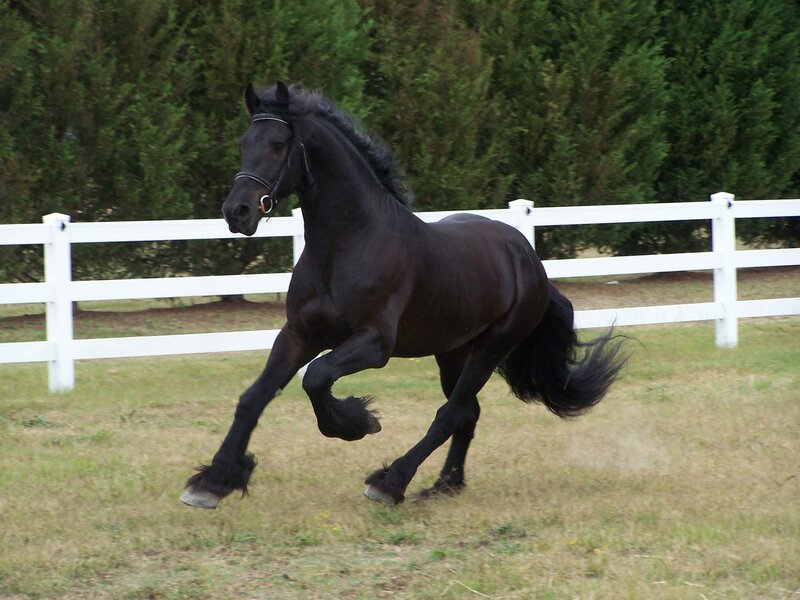 Black Horse Running — Active, Afternoon, Photograph, White Fence, Grass Field