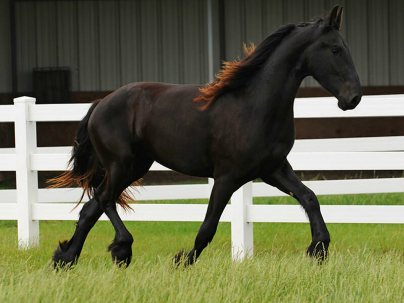 Black Horse Running — Active, Afternoon, Photograph, White Fence, Grass