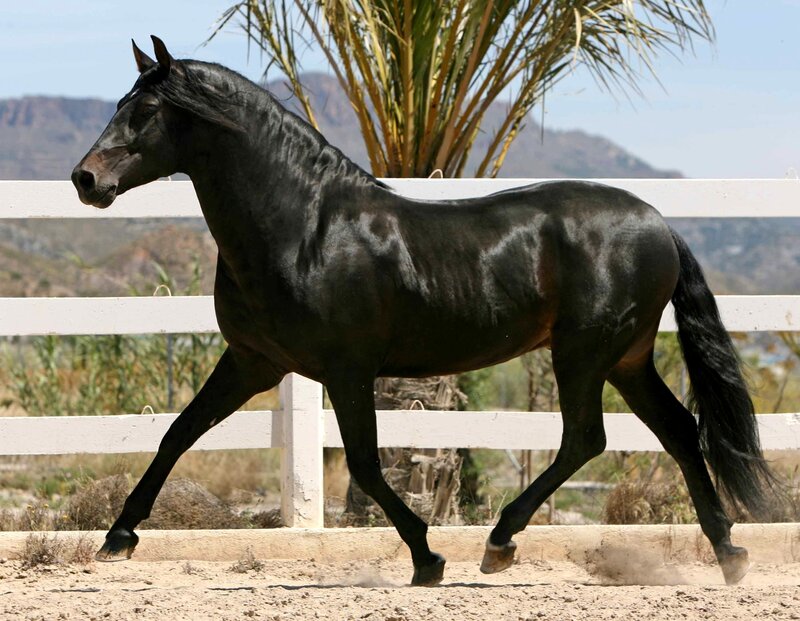 Black Horse Running — Active, Afternoon, Photograph, White Fence