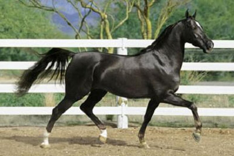 Black Horse Running — Active, Afternoon, Photograph, White Fence, Trees