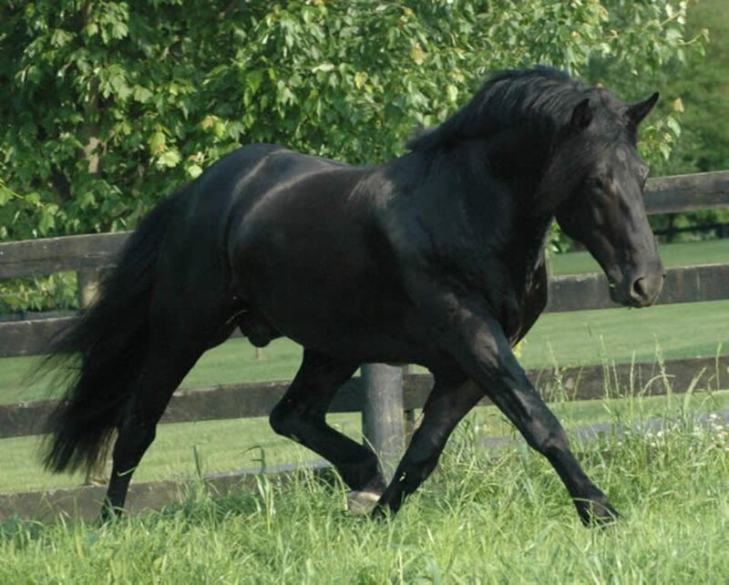 Black Horse Running — Active, Afternoon