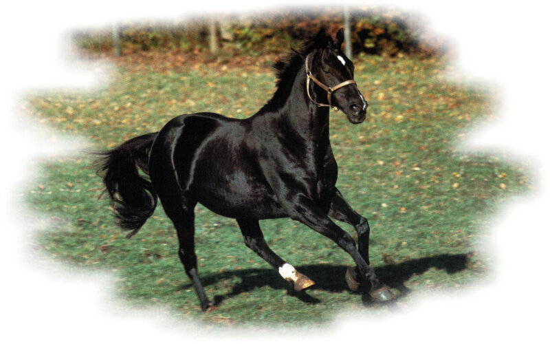 Black Horse Running — Active, Autumn, Photograph