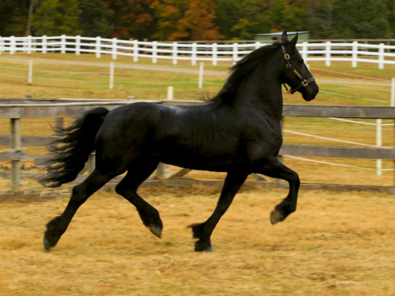 Black Horse Running — Active, Autumn