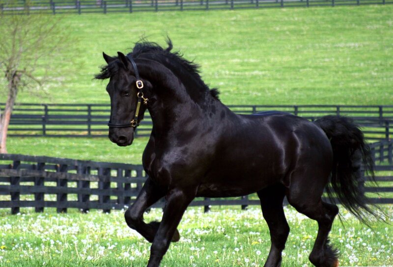 Black Horse Running — Active, Spring, Photograph, Fence