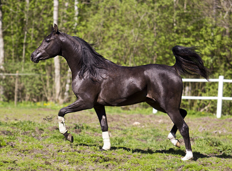 Black Horse Running — Active, Spring, Photograph