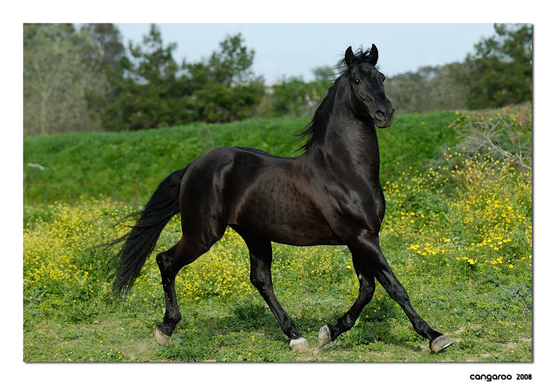 Black Horse Running — Active, Spring