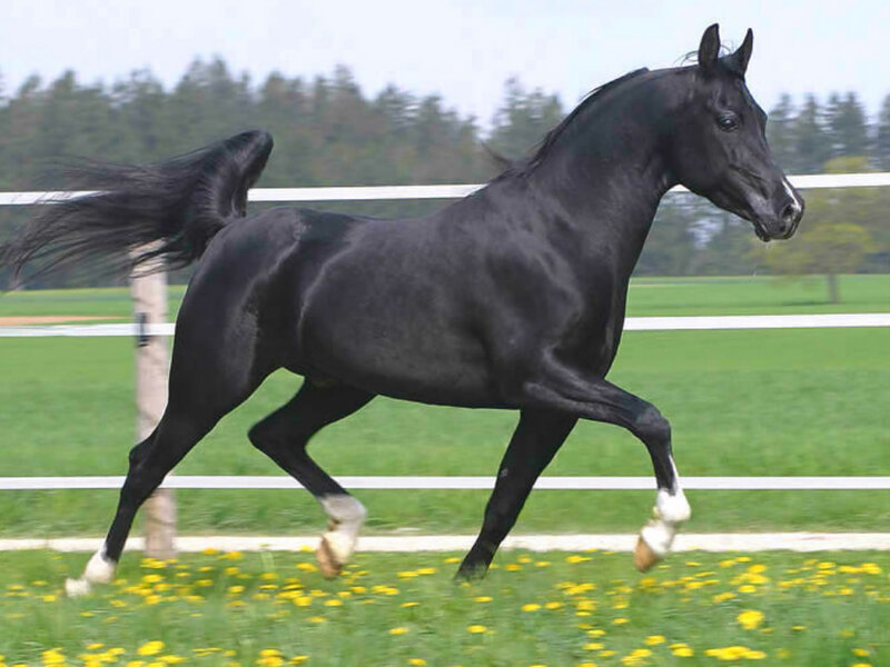 Black Horse Running — Active, Summer