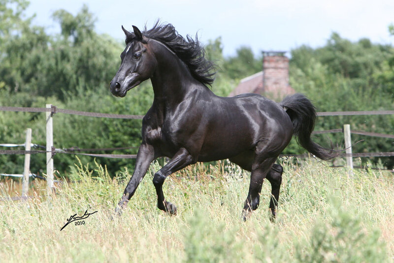 Black Horse Running — Active
