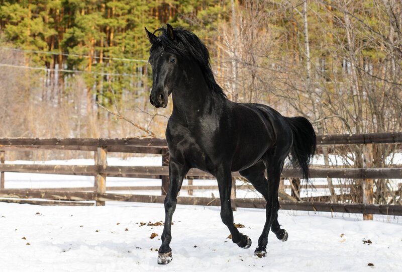Black Horse Running — Active, Winter