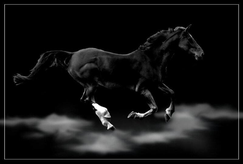 black horse running at night