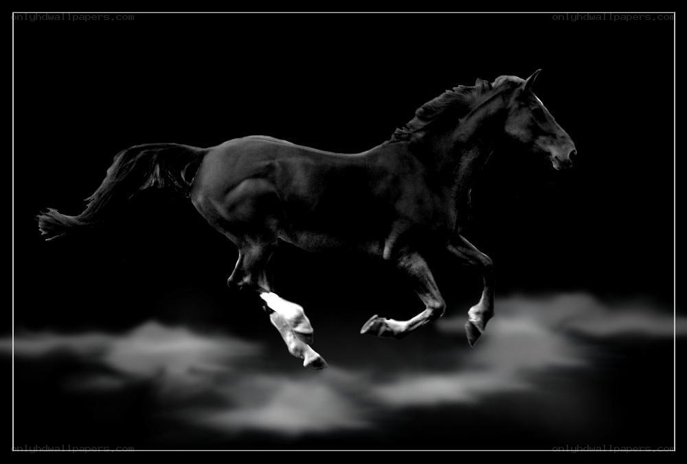 black horse running at night