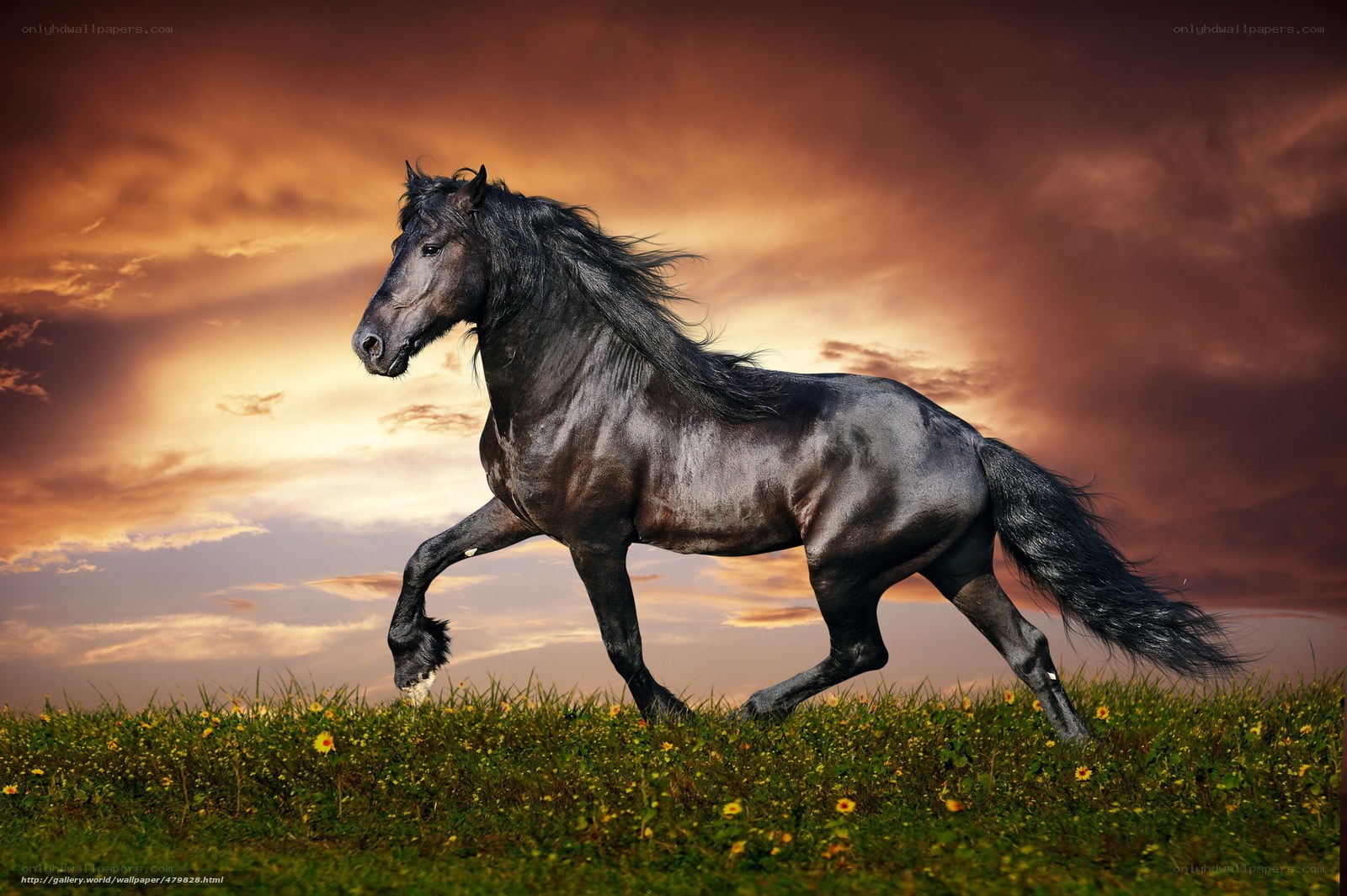 Black horse running at sunset
