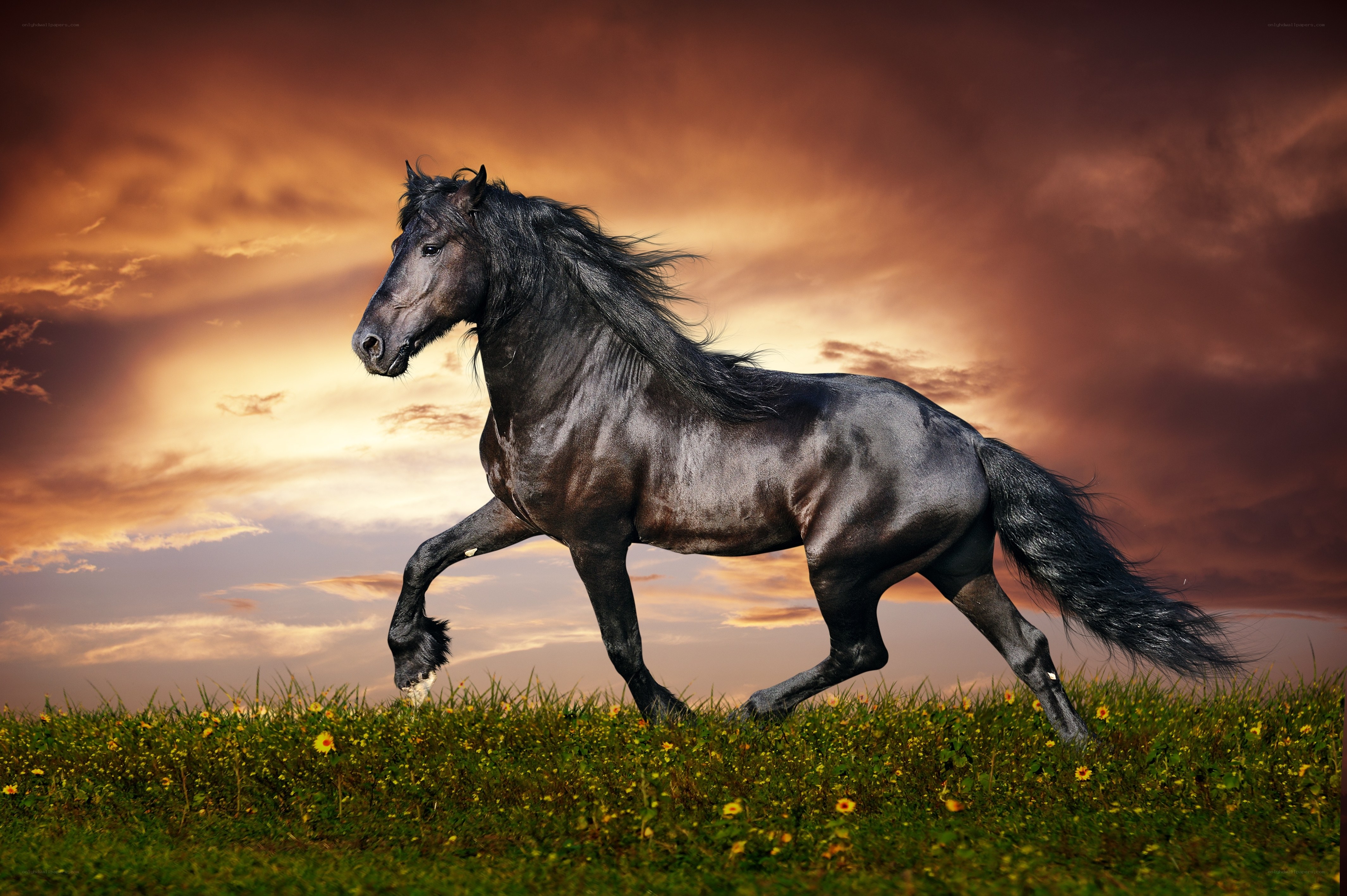 Black horse running at sunset
