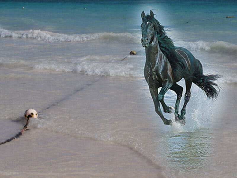 Black Horse Running — Blue, Dynamic, Afternoon, Photograph, Beach