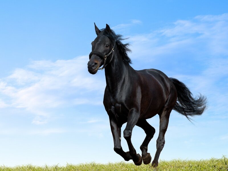 Black Horse Running — Blue, Dynamic, Afternoon, Photograph, Grass