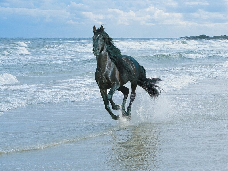 Black Horse Running — Blue, Dynamic, Afternoon