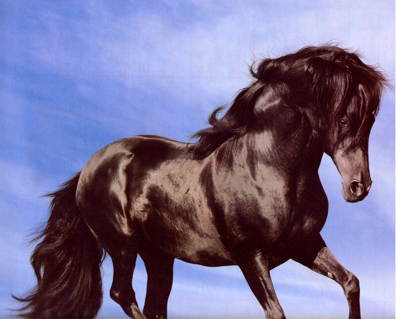 Black Horse Running — Blue, Dynamic, Photograph