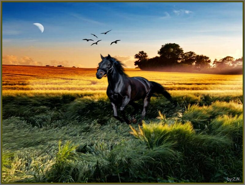 Black Horse Running — Blue, Serene