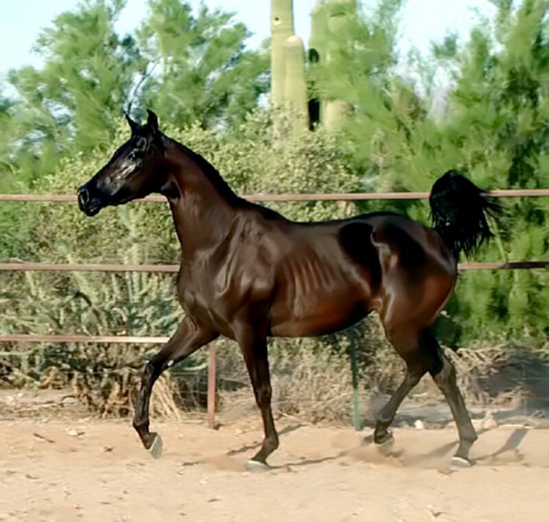 Black Horse Running — Brown, Active, Afternoon, Photograph, Fence, Cactus