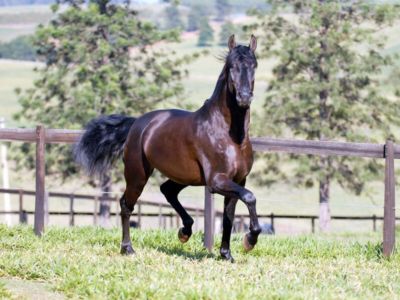 Black Horse Running — Brown, Active, Afternoon, Photograph, Fence, Grass