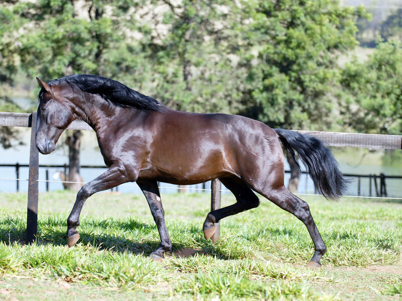 Black Horse Running — Brown, Active, Afternoon, Photograph, Fence, Grass, Trees