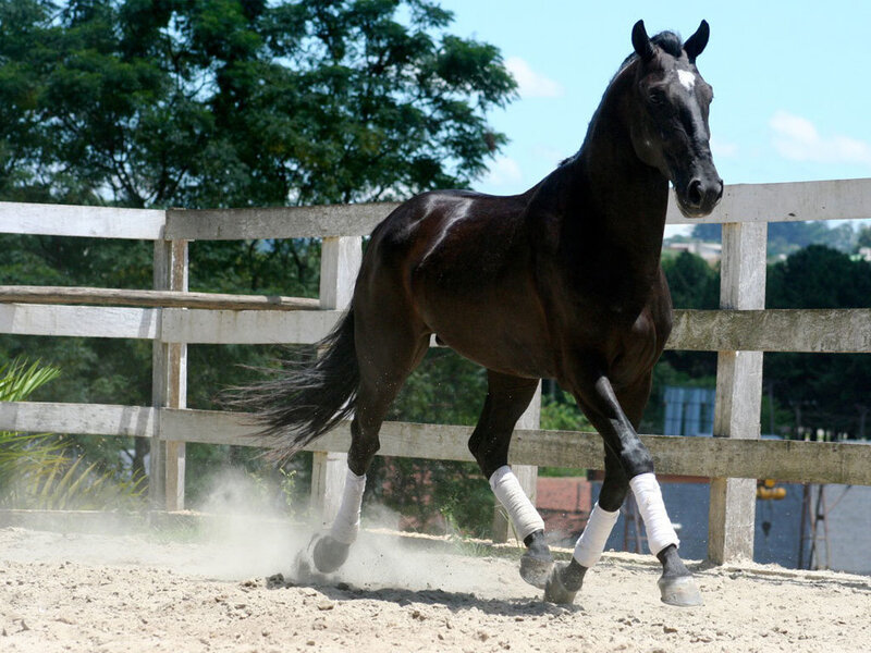 Black Horse Running — Brown, Active, Afternoon, Photograph, Fence