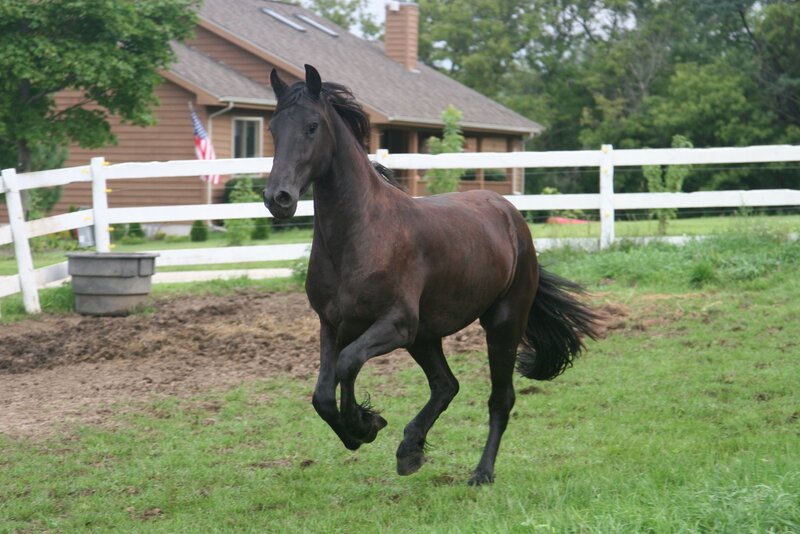 Black Horse Running — Brown, Active, Afternoon, Photograph, House