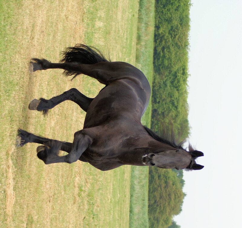 Black Horse Running — Brown, Active, Afternoon, Photograph