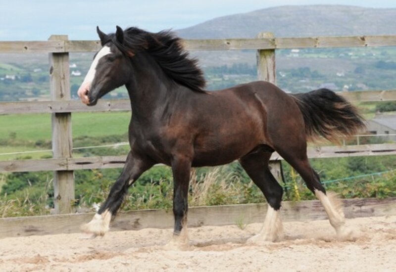 Black Horse Running — Brown, Active, Afternoon